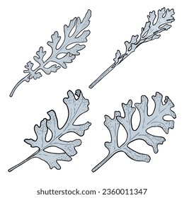 Set of Dusty Miller leaf branch. Silver ragwort leaves herb stick collection. Hand drawing of Jacobaea maritime plant for decoration. Vector. 