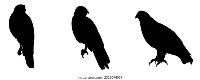 Set of eagle silhouettes, isolated on white background, suitable for illustration, design.