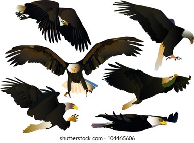 set of eagles