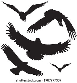 Set Eagles Silhouette Isolated On White Stock Vector (Royalty Free ...