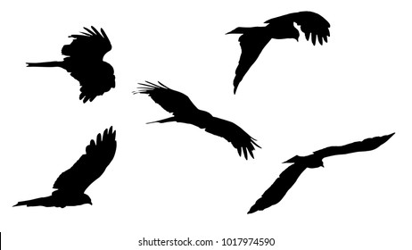 Set of Eagles silhouette vector.