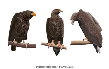 Set of eagles in various poses. Vector illustration isolated on the white background