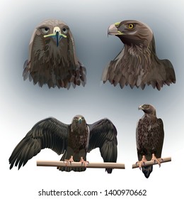 Set of eagles. Vector illustration isolated on the white background