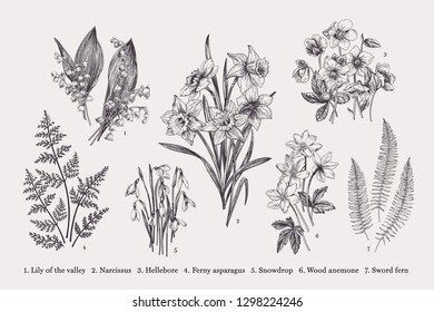 Set with early spring flowers. Vector botanical illustration. Black and white.