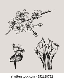 Set of early spring flowers,vector illustration,hand drawn