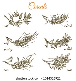 Set of ears. Oat, wheat, barley, millet, rue and rice. Monochrome. Engraving style. Vector illustration.