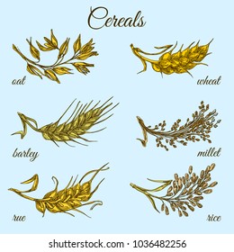 Set of ears. Oat, wheat, barley, millet, rue and rice. Collor card. Sketch. Engraving style. Vector illustration.