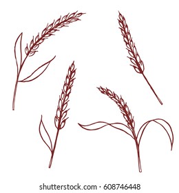 set of ears of rice hand drawn illustration, vector