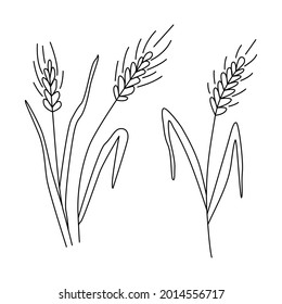 Set. Ears of wheat or barley. Grain harvest.  Vector illustration for brewing, agriculture, logo, print, poster. Drawn in doodle style by outline