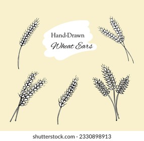 Set of Ears of wheat isolated on white background. Harvest of agriculture, organic farming, healthy food element. Bakery design element Hand drawn vector illustration.
