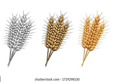 Set of ears of wheat or rye isolated on white background. Design for organic agriculture, cards, posters, bakery shop, packaging. Vector vintage illustration