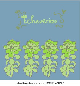 Set of echeverias drawn in vector for design