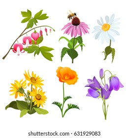 Set of echinacea, bleeding heart flowers, arnica, viola, chamomile and poppy