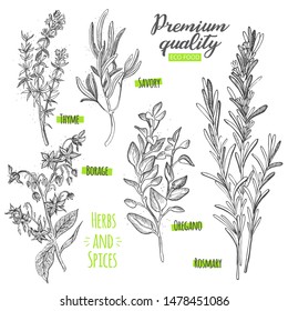 Set of eco herbs and spices of thyme, savory, borage, oregano and rosmary. Sketch illustration of eco food.