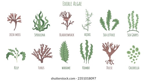 Set of edible algae: Kelp, Spirulina, Chlorella, Bladderwrack, Hijiki, Sea lettuce, Sea Grapes, Kombu, Fukus, Wakame, Dulse. Seaweed collection.