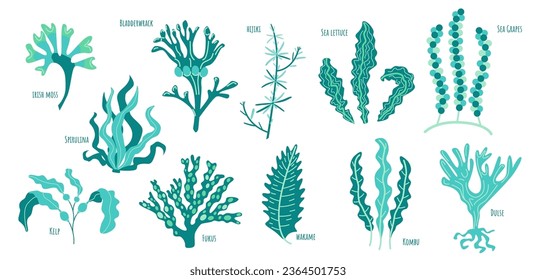 Set of edible algae: Kelp, Spirulina, Chlorella, Bladderwrack, Hijiki, Sea lettuce, Sea Grapes, Kombu, Fucus, Wakame, Dulse. Seaweed collection. Blue sea plants.