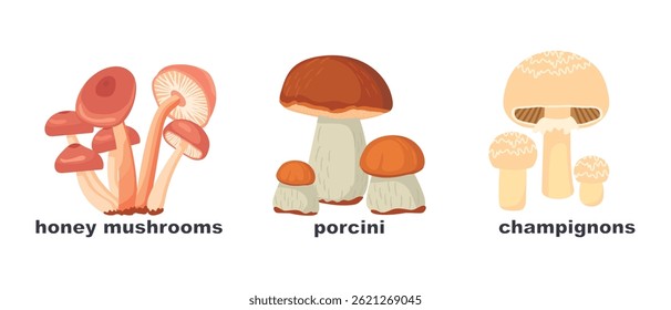Set of edible forest mushrooms. Honey mushrooms, porcini, champignons. Botanical objects with text names. Vector design for use in card, banner, stickers. Cartoon illustration on white background.