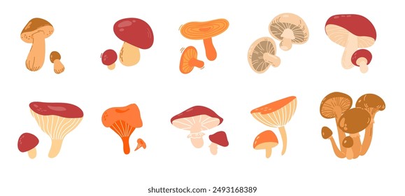 Set of edible forest mushrooms.  Illustration Agaric honey, Yellow boletus, Orange-cap boletus, Russula, Cap, Saffron, Capercaillie. Autumn plants and vegetarian food stickers isolated on a white back