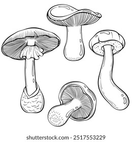 Set of edible forest mushrooms. Mushroom caesar, brown or red cap boletus, russula. Vector illustration in hand drawn sketch doodle style. Line art isolated on white for coloring book, print