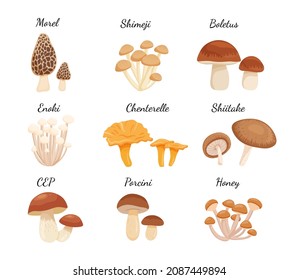 Set of edible fresh whole mushrooms for cooking Japanese dishes. Shiitake porcini, shimeji, morel, boletus collection . Flat cartoon vector illustration isolated on white background.