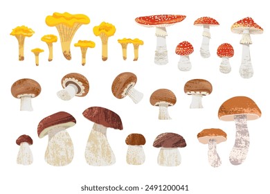 Set of edible and inedible mushrooms: porcini mushrooms, chanterelles, boletus, brown champignons, fly agarics. Vector illustration with textures on white isolated background in flat style.