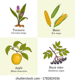 Set of edible and medicinal plants. Hand drawn botanical vector illustration
