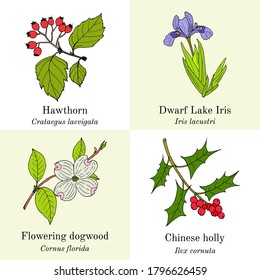 Set of edible and medicinal plants. Hand drawn botanical vector illustration