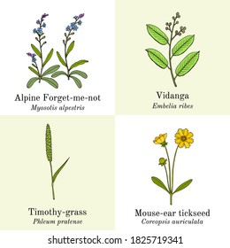 Set of edible and medicinal plants. Hand drawn botanical vector illustration