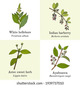 Set von essbaren und medizinischen Pflanzen. handgezeichnete botanische Vektorgrafik