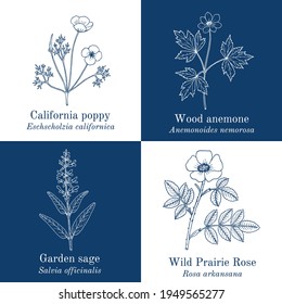 Set of edible and medicinal plants. Hand drawn botanical vector illustration