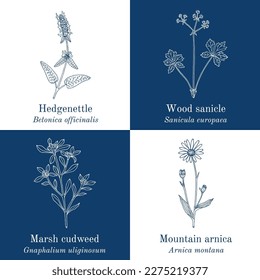 Set of edible and medicinal plants. Hand drawn botanical vector illustration