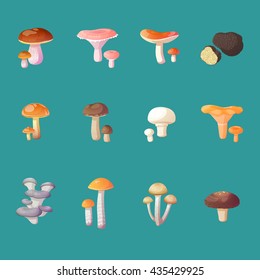 set of edible mushrooms