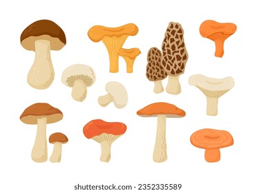 Set of edible mushrooms. Cartoon vector illustration. Cep, Boletus, Champignon, Chanterelle, Aspen, Morel, Oyster Russula, Niscalo. Autumn harvest. 