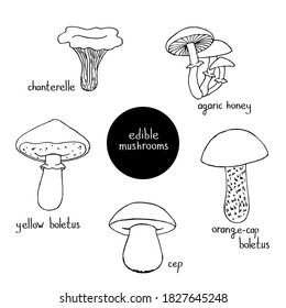 Set of edible mushrooms. Cep. Orange-cap boletus. Yellow boletus. Chanterelle. Agaric honey. Vector hand-drawn doodle illustration. Black and white outline