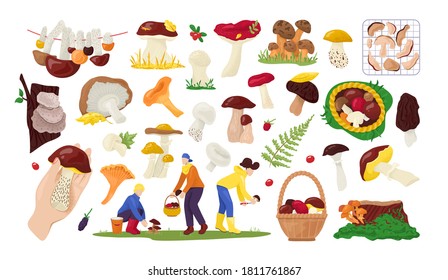 Set of edible mushrooms collection in nature, for food isolated on white vector illustration. Autumn mushroom collectors in forest, boletus, chanterelle, champignon and truffle. Busket with mushroom.