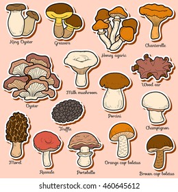 Set of edible mushrooms, color stickers with different fungi