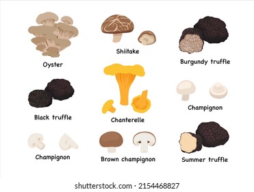 Set of edible mushrooms. different types of mushrooms such as Champignon, Chanterelle, Shiitake, Oyster and Truffle in trendy flat style. Vector illustration isolated on white background 