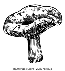 Set of edible mushrooms. Hand drawn vector illustration, family of various mushrooms, graphic pattern with lines, sliced ​​truffle, porcini mushrooms, shiitake and chanterelles on a white background.