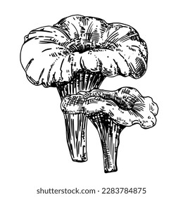 Set of edible mushrooms. Hand drawn vector illustration, family of various mushrooms, graphic pattern with lines, sliced ​​truffle, porcini mushrooms, shiitake and chanterelles on a white background.