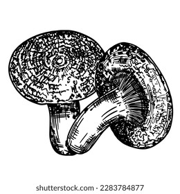 Set of edible mushrooms. Hand drawn vector illustration, family of various mushrooms, graphic pattern with lines, sliced ​​truffle, porcini mushrooms, shiitake and chanterelles on a white background.