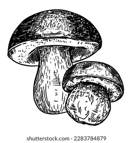 Set of edible mushrooms. Hand drawn vector illustration, family of various mushrooms, graphic pattern with lines, sliced ​​truffle, porcini mushrooms, shiitake and chanterelles on a white background.