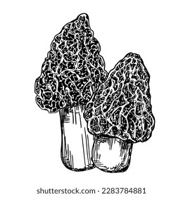 Set of edible mushrooms. Hand drawn vector illustration, family of various mushrooms, graphic pattern with lines, sliced ​​truffle, porcini mushrooms, shiitake and chanterelles on a white background.