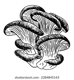 Set of edible mushrooms. Hand drawn vector illustration, family of various mushrooms, graphic pattern with lines, sliced ​​truffle, porcini mushrooms, shiitake and chanterelles on a white background.