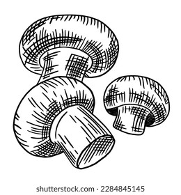 Set of edible mushrooms. Hand drawn vector illustration, family of various mushrooms, graphic pattern with lines, sliced ​​truffle, porcini mushrooms, shiitake and chanterelles on a white background.