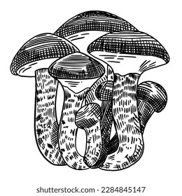 Set of edible mushrooms. Hand drawn vector illustration, family of various mushrooms, graphic pattern with lines, sliced ​​truffle, porcini mushrooms, shiitake and chanterelles on a white background.