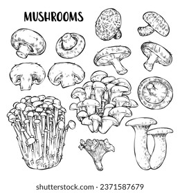 Set of edible mushrooms. Hand drawn illustration, family of various mushrooms, graphic design with lines, sliced enoki, porcini mushrooms, shiitake, champignon chanterelles.