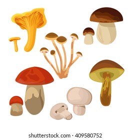 Set of edible mushrooms isolated on white background. Chanterelle, Armillaria, Boletus edulis, Orange-cap boletus, Champignons, Xerocomus.