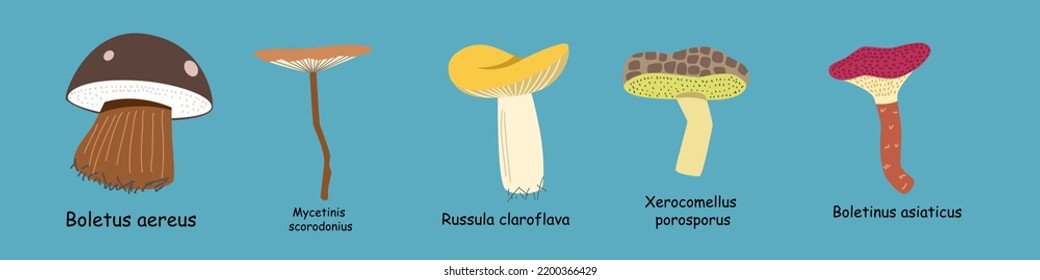 a set with edible mushrooms and a Latin name.