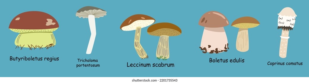 a set with edible mushrooms and a Latin name.