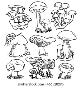 Set Edible Mushrooms Line Drawings Design Stock Vector (Royalty Free ...